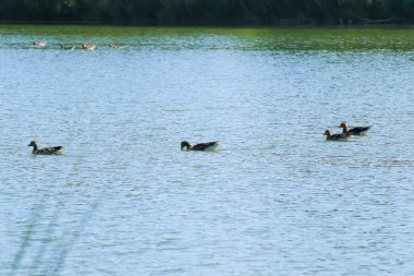 Almanya 'da Danube nehrinin yakınındaki gölde vahşi ördekler