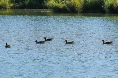 Almanya 'da Danube nehrinin yakınındaki gölde vahşi ördekler