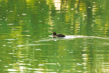 Almanya 'da Danube nehrinin yakınındaki gölde vahşi ördekler