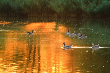 Yaban kazı akşam gölünde yüzerken altın ışık güzel su yüzeyine yansıyordu..