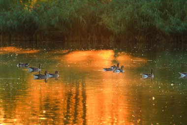 Yaban kazı akşam gölünde yüzerken altın ışık güzel su yüzeyine yansıyordu..