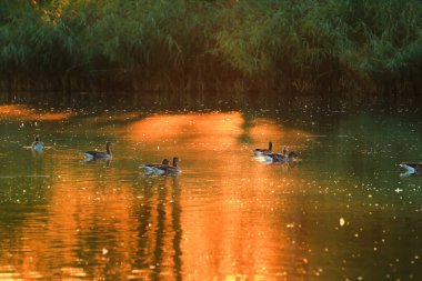 Yaban kazı akşam gölünde yüzerken altın ışık güzel su yüzeyine yansıyordu..