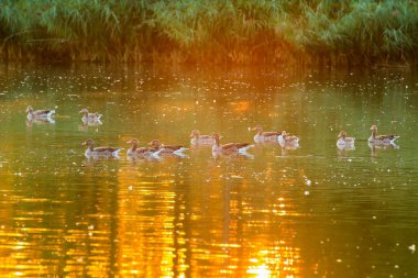 Yaban kazı akşam gölünde yüzerken altın ışık güzel su yüzeyine yansıyordu..