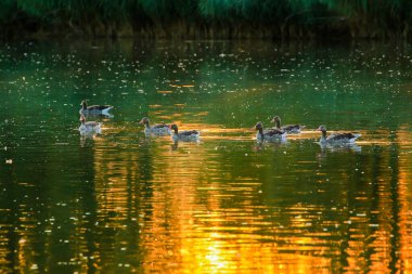 Yaban kazı akşam gölünde yüzerken altın ışık güzel su yüzeyine yansıyordu..