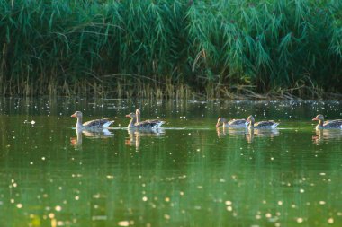 Almanya 'da Danube nehrinin yakınındaki gölde vahşi ördekler
