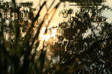 Güneş ve ağaçlar gün batımında suya yansır.