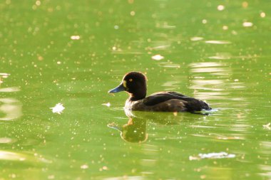 Almanya 'da Danube nehrinin yakınındaki gölde vahşi ördekler