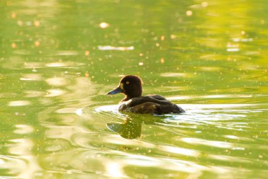 Almanya 'da Danube nehrinin yakınındaki gölde vahşi ördekler