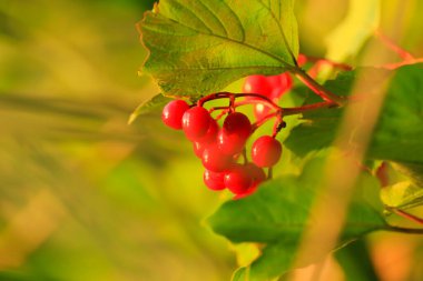 Nehrin yakınındaki ormanda yabani dutlar