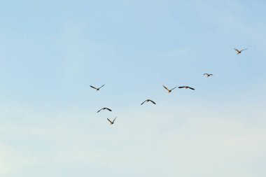 Regensburg, Almanya: Tuna nehrinin kıyısında yaban kazı yüzüyor