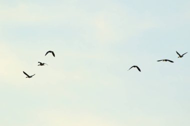 Regensburg, Almanya: Tuna nehrinin kıyısında yaban kazı yüzüyor