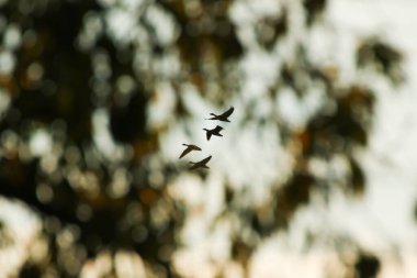 Regensburg, Almanya: Tuna nehrinin kıyısında yaban kazı yüzüyor