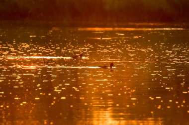 Yaban kazı akşam gölünde yüzerken altın ışık güzel su yüzeyine yansıyordu..