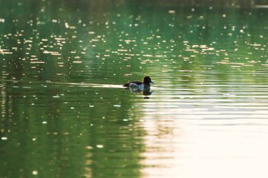 Almanya 'da Danube nehrinin yakınındaki gölde vahşi ördekler. Çimlere doğru bak