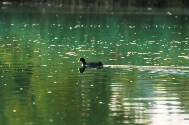 Almanya 'da Danube nehrinin yakınındaki gölde vahşi ördekler. Çimlere doğru bak
