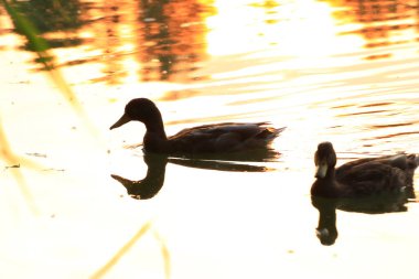Yaban kazı akşam gölünde yüzerken altın ışık güzel su yüzeyine yansıyordu..
