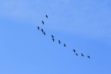 Bir kuş sürüsü silueti