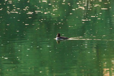 Almanya 'da Danube nehrinin yakınındaki gölde vahşi ördekler. Çimlere doğru bak