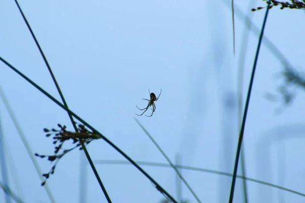 Silhouette Araignée Dans Herbe Sur Fond Bleu — Photo