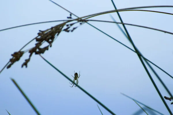 青い背景の草の中のクモのシルエット — ストック写真