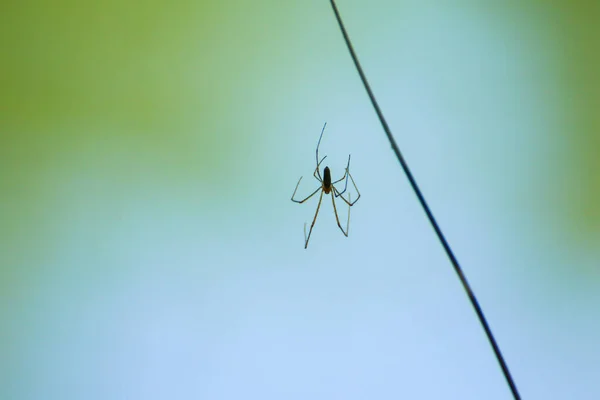 Pavouk Silueta Trávě Zeleném Pozadí — Stock fotografie