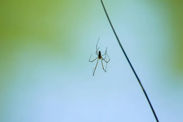 Silueta Araña Hierba Sobre Fondo Verde —  Fotos de Stock