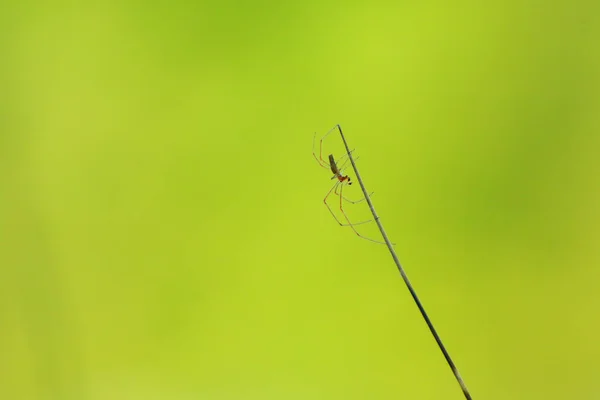 Silhouette Araignée Dans Herbe Sur Fond Vert — Photo