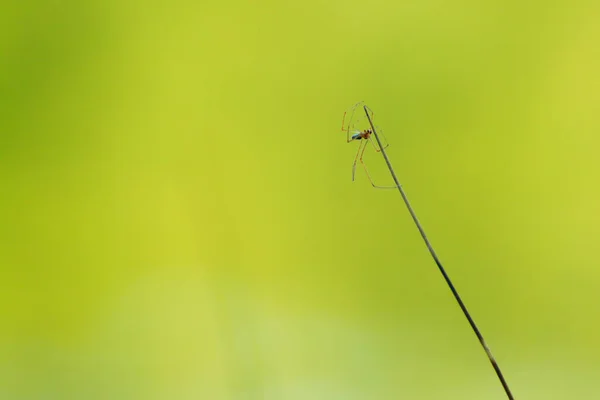 緑の背景の草の中のクモのシルエット — ストック写真