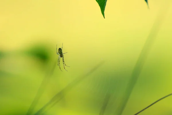 绿色背景的草丛中的蜘蛛轮廓 — 图库照片