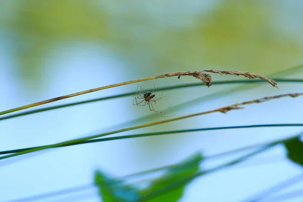 Mavi Arka Plandaki Çimlerin Üzerindeki Örümcek Silueti — Stok fotoğraf
