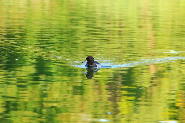 Anatre Selvatiche Sul Lago Vicino Fiume Danube Germania — Foto Stock