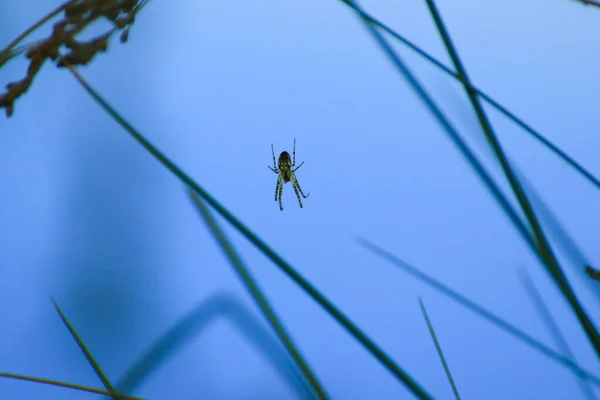 Spinnensilhouette Gras Auf Blauem Hintergrund — Stockfoto