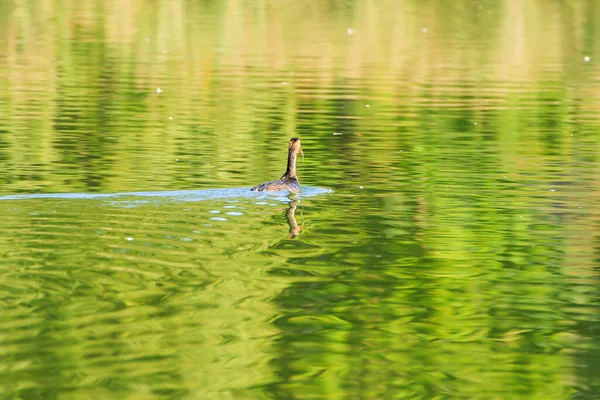 Grande Uccello Crestato Del Grebe Galleggiante Sul Fiume Danubio — Foto Stock