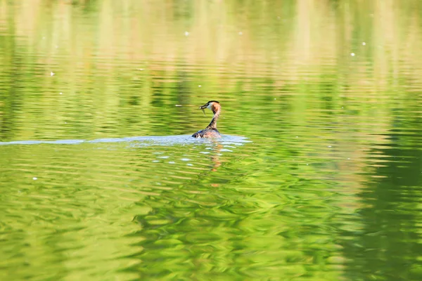 Grande Pássaro Gordo Crista Flutuando Rio Danúbio — Fotografia de Stock