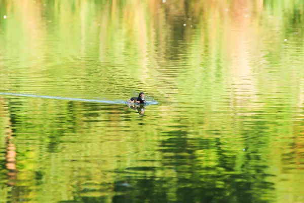 Patos Salvajes Lago Cerca Del Río Danubio Alemania — Foto de Stock