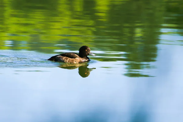 Anatre Selvatiche Sul Lago Vicino Fiume Danube Germania — Foto Stock