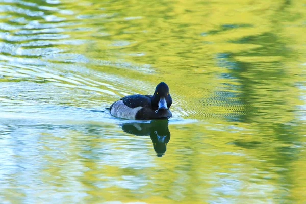 Vadkacsák Tavon Danube Folyó Közelében Németországban — Stock Fotó