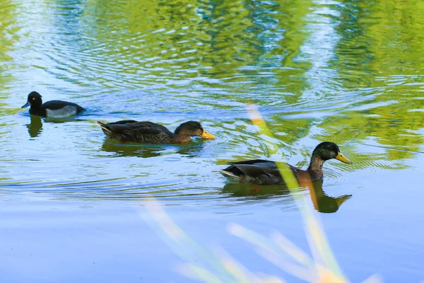 Wild Ducks Lake Danube River Germany — Stock Photo, Image