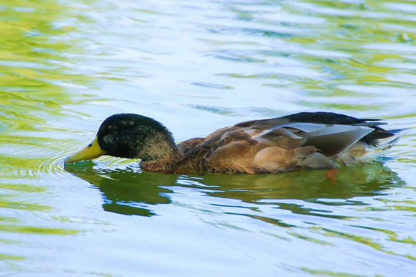 Patos Salvajes Lago Cerca Del Río Danubio Alemania —  Fotos de Stock