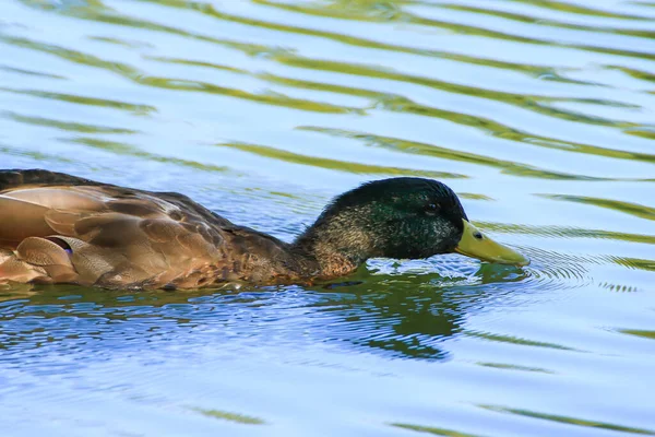 Patos Salvajes Lago Cerca Del Río Danubio Alemania —  Fotos de Stock