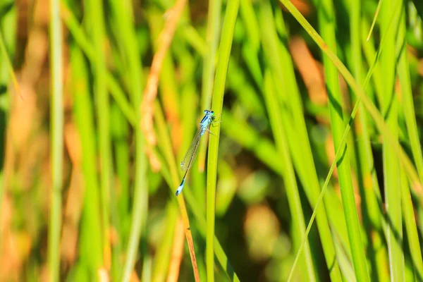 蜻蜓栖息在溪水边的绿草上 — 图库照片