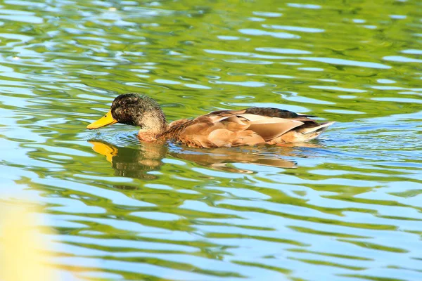 Patos Salvajes Lago Cerca Del Río Danubio Alemania —  Fotos de Stock