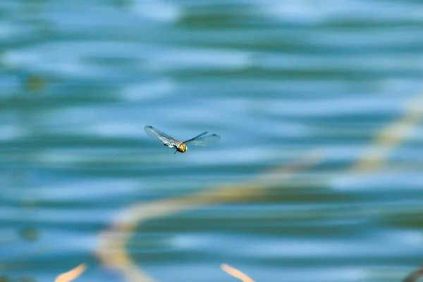 Libelle Flug Der Nähe Des Wasserstrahls — Stockfoto