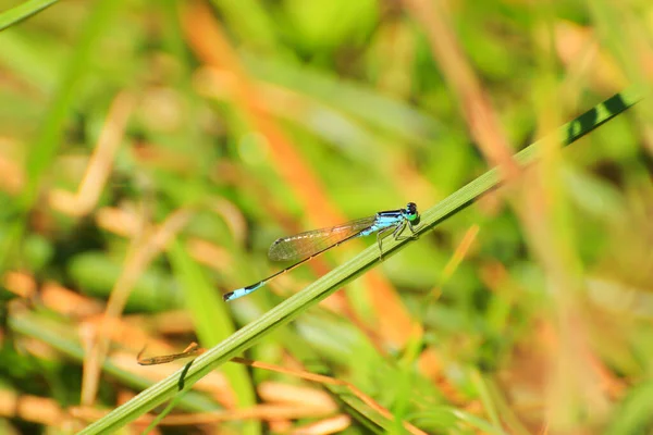 Damselfly Στηρίζεται Πράσινο Γρασίδι Κοντά Στο Ρεύμα Του Νερού — Φωτογραφία Αρχείου