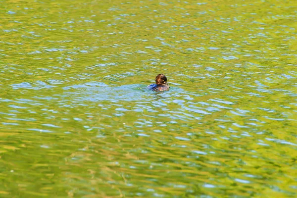 Almanya 'da Danube nehrinin yakınındaki gölde vahşi ördekler