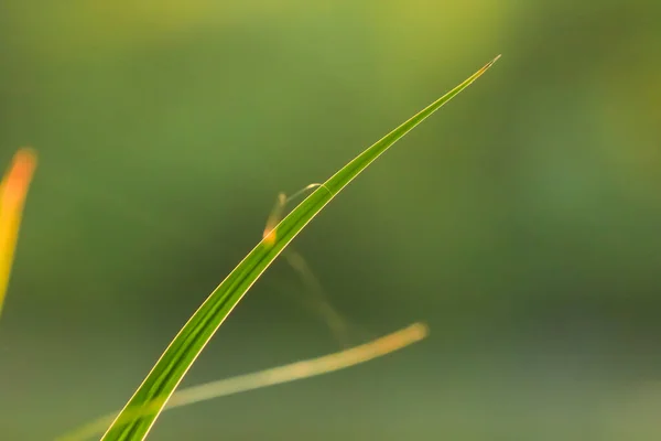 Silueta Hierba Hojas Atardecer Cerca Del Río —  Fotos de Stock