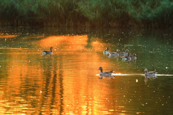 Yaban kazı akşam gölünde yüzerken altın ışık güzel su yüzeyine yansıyordu..