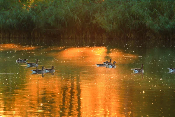 Wild Goose Float Evening Lake While Golden Light Reflected Beautiful — Stock Photo, Image