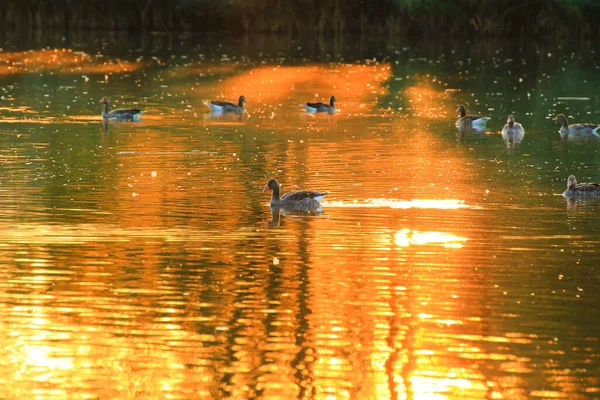 美しい水面に金色の光が反射しながら 夕方の湖には野生のガチョウが浮かんでいます — ストック写真