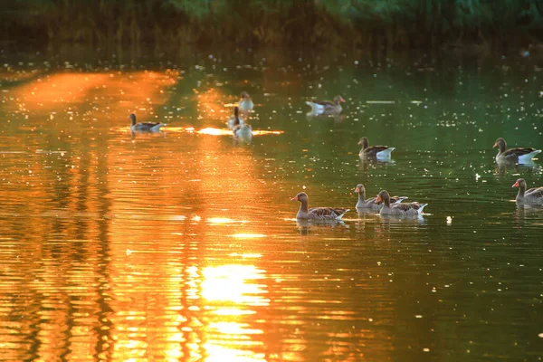 Ganso Selvagem Flutuar Lago Noite Enquanto Luz Dourada Refletida Bela — Fotografia de Stock